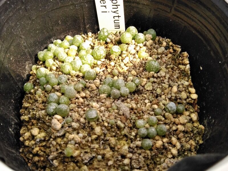 年10月13日 園芸ブログ