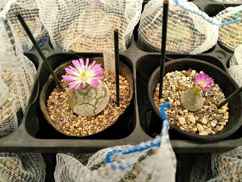 さぼてんと多肉植物 園芸ブログ