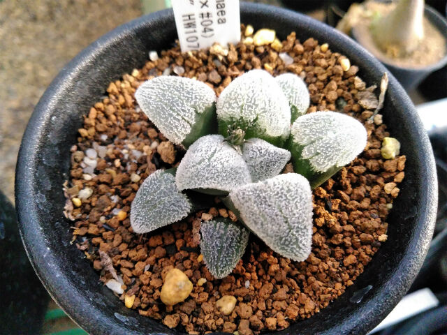 ハオルチア 園芸ブログ