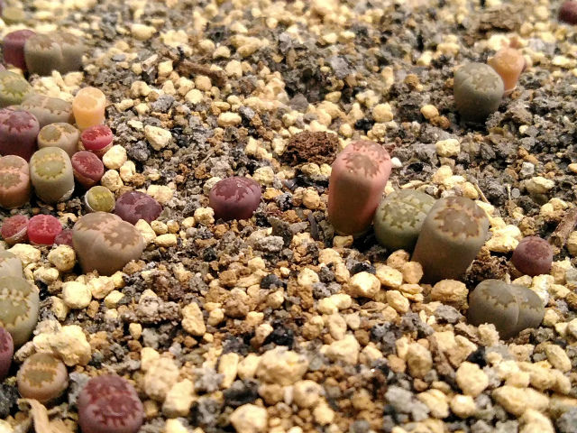 リトープス植え替え と 実生のウイッティベルゲンセほぼ井出 園芸ブログ リトープス植え替え と 実生のウイッティベルゲンセほぼ井出 園芸ブログ