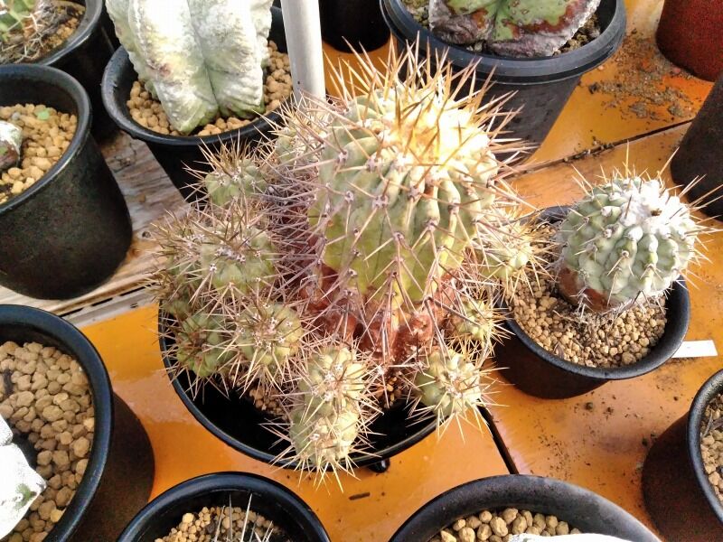 冬前の防虫 園芸ブログ