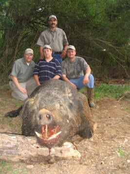 メガホッグ_Mega Hog_Hogzilla