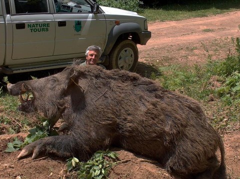 メガホッグ_ホグジラ_Mega Hog_Hogzilla
