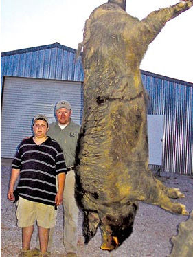 メガホッグ_Mega Hog_Hogzilla