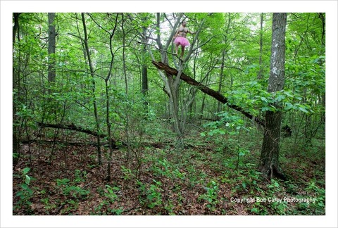 Fallen-Tree-Bob-Carey-Photography