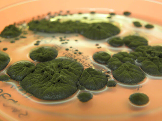 Cladosporium sphaerospermumのコロニー