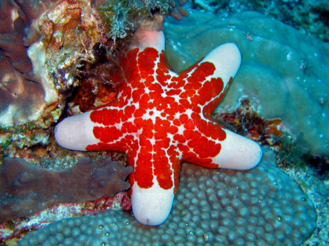 Oreasteridae_-_Choriaster_granulatus