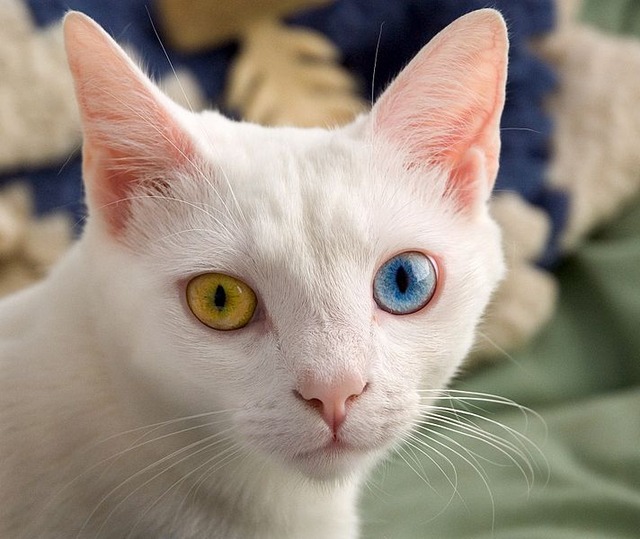 712px-June_odd-eyed-cat_cropped
