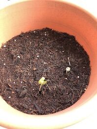 UNADJUSTEDNONRAW_thumb_42b0