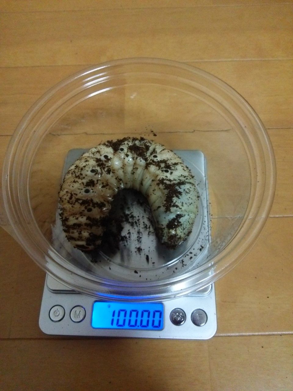 ヘラクレス・リッキーのWF1幼虫が100g超え : クワガタ飼育日誌