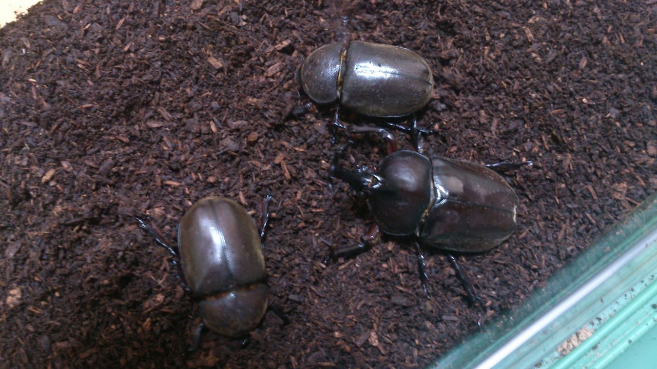 国産カブトムシの産卵セット : クワガタ飼育日誌