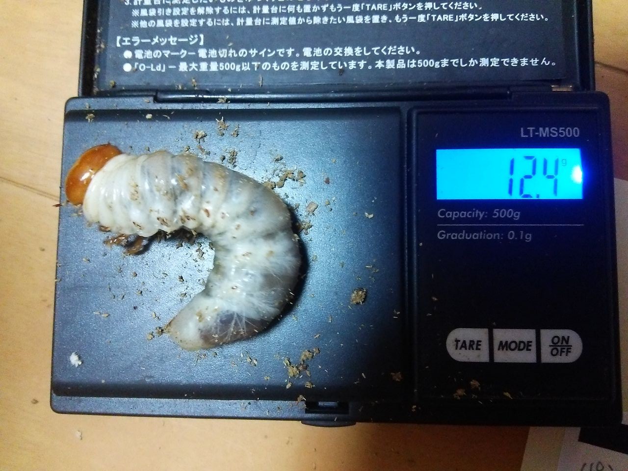 パラワンオオヒラタを菌糸瓶へ クワガタ飼育日誌 パラワンオオヒラタを菌糸瓶へ クワガタ飼育日誌