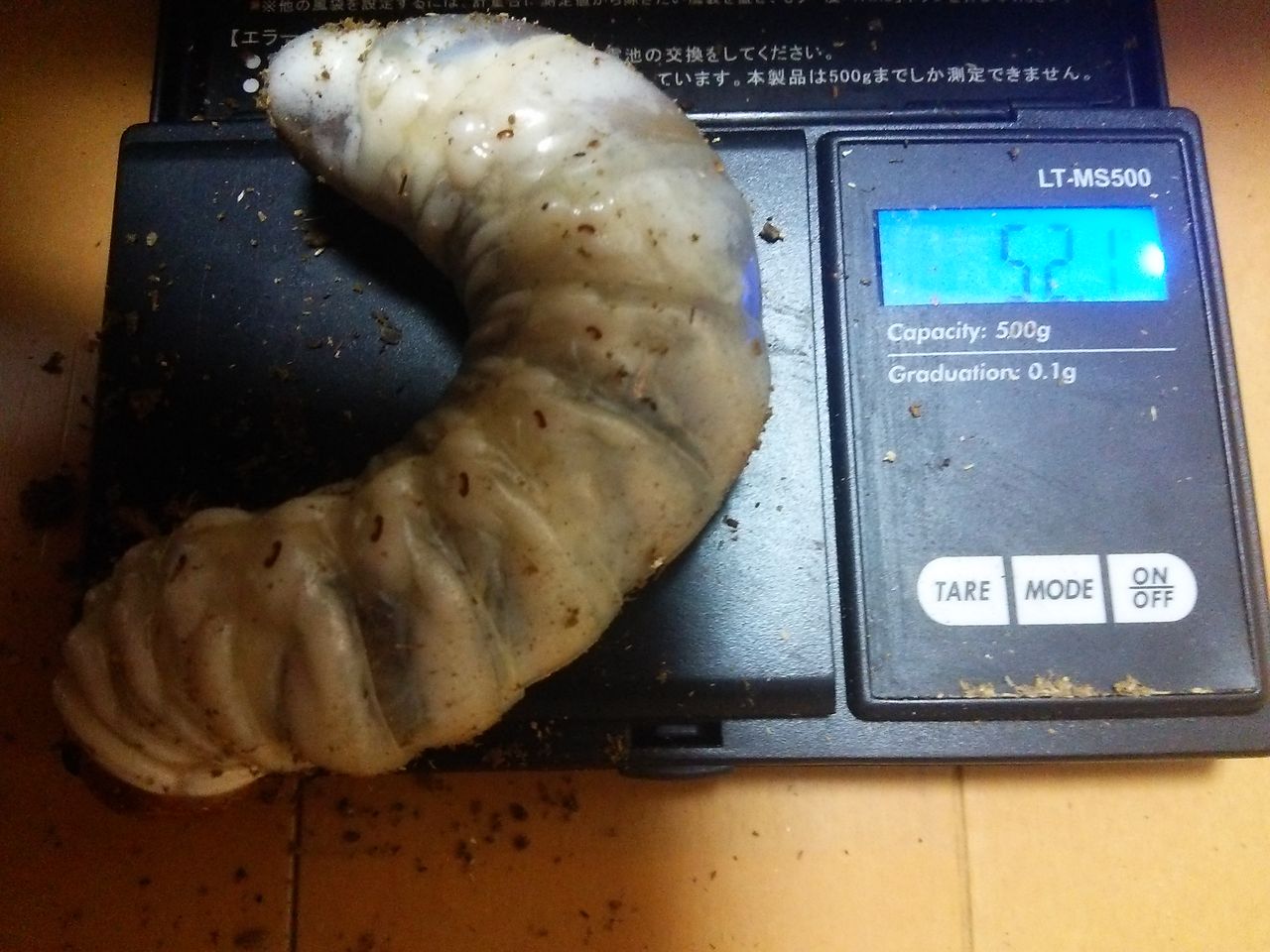 パラワンオオヒラタクワガタの幼虫が５０ｇを超えました クワガタ飼育日誌