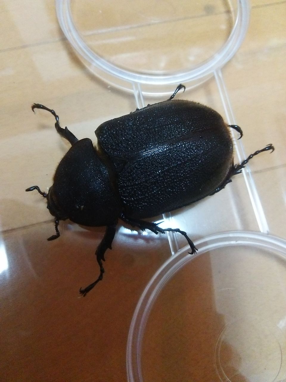ヘラクレスオオカブト 亜種オキシデンタリス の産卵セット クワガタ飼育日誌 ヘラクレスオオカブト 亜種オキシデンタリス の産卵セット クワガタ飼育日誌