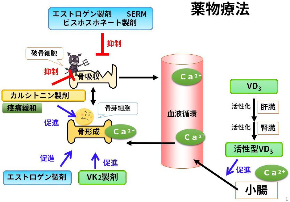 骨形成リーフレット