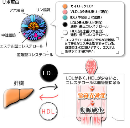 補足 リポ蛋白とは 灘 開成 早大高等学院への英語 補足 リポ蛋白とは 灘 開成 早大高等学院への英語