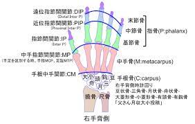 手の関節、DIPなど