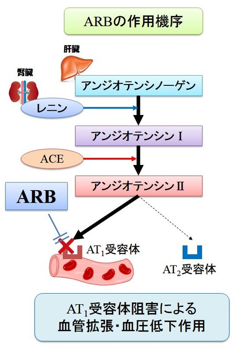 ARBの作用機序