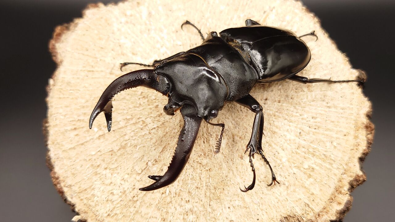 リノケロスフタマタ原名亜種A-LINE(ブケットフタマタクワガタ) : トキ