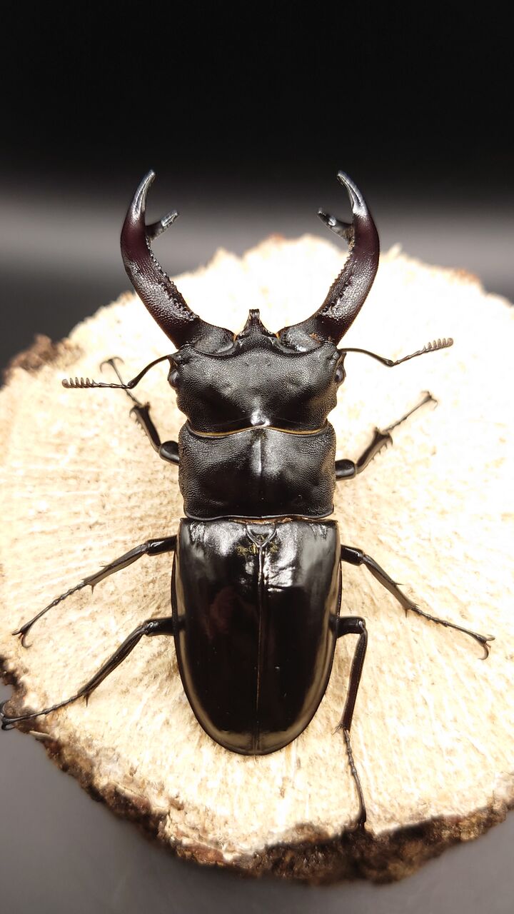 WILD 原名亜種 リノケロスフタマタクワガタ♂83．5ミリペア 西