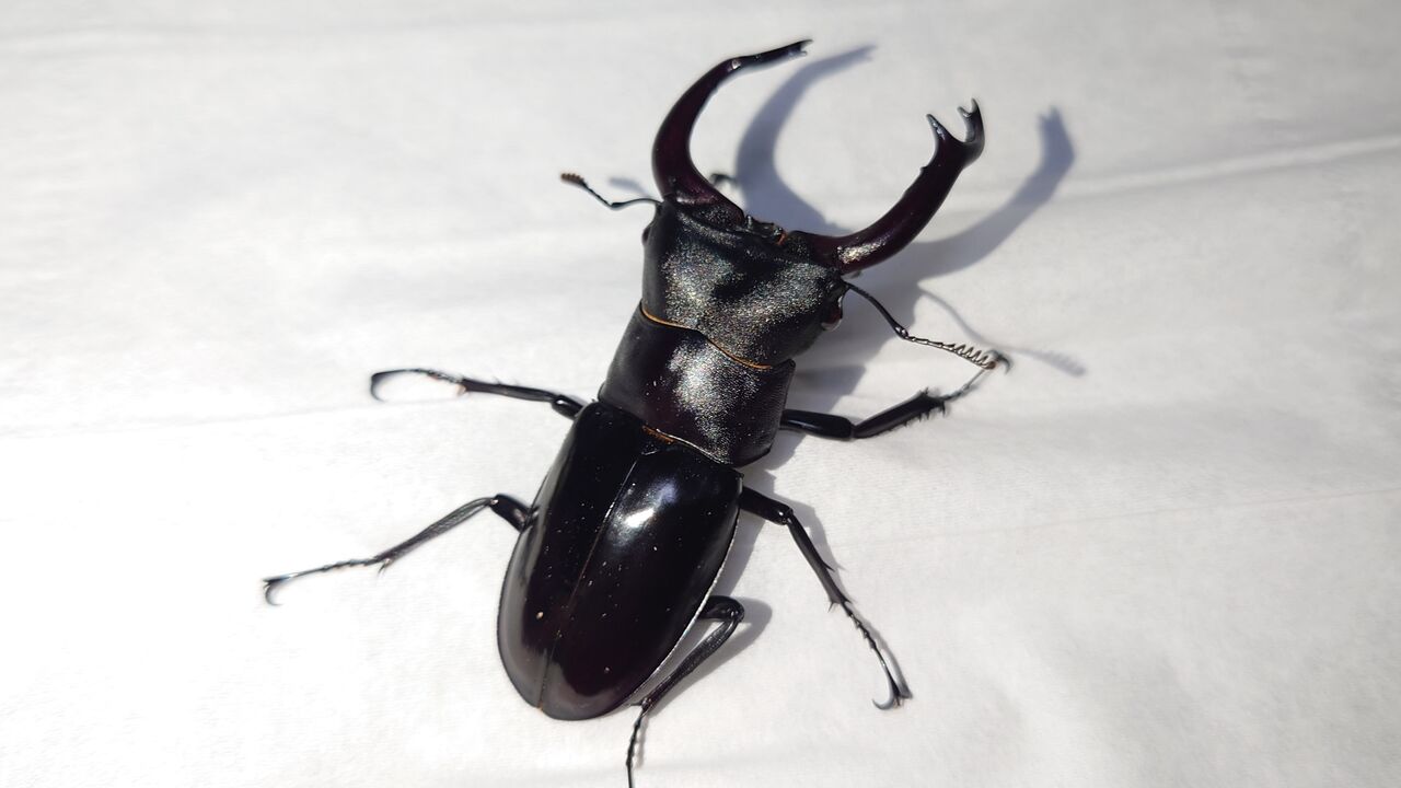 ※希少大型　ムニスゼッチフタマタクワガタ♂野外標本 希少大型 ムニスゼッチフタマタクワガタ♂野外標本 標本