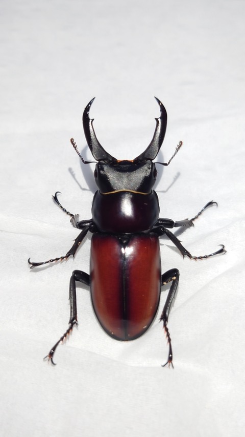 マクレイコクワガタ 標本 9484cd03-s.jpg