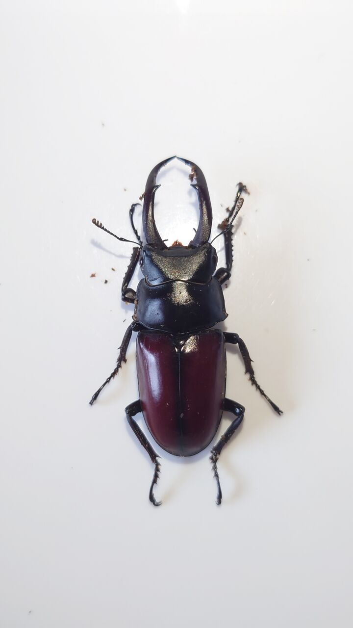 ドンキエルコクワ 後食済ペア ♂48.5㎜ ♀37.8㎜ ドンキエルコクワガタ