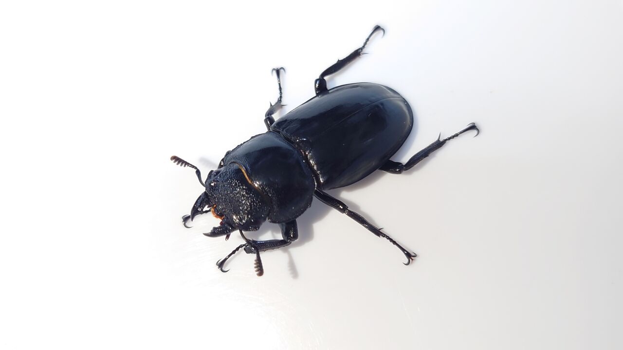 リノケロスフタマタ原名亜種A-LINE(ブケットフタマタクワガタ