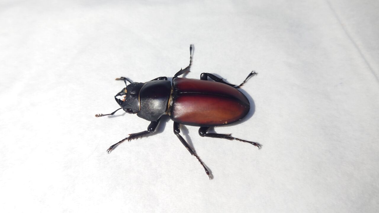 マクレイコクワガタ : トキのカブクワ飼育記録