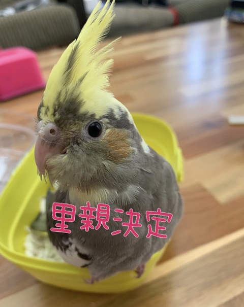 年04月 オカメインコ ブリーダー静岡県 ことりのす