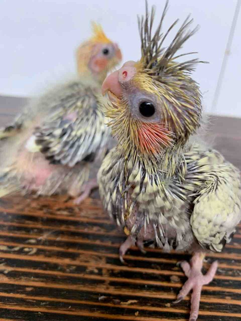 年04月 オカメインコ ブリーダー静岡県 ことりのす