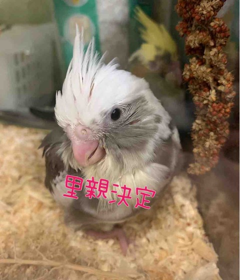 年04月 オカメインコ ブリーダー静岡県 ことりのす