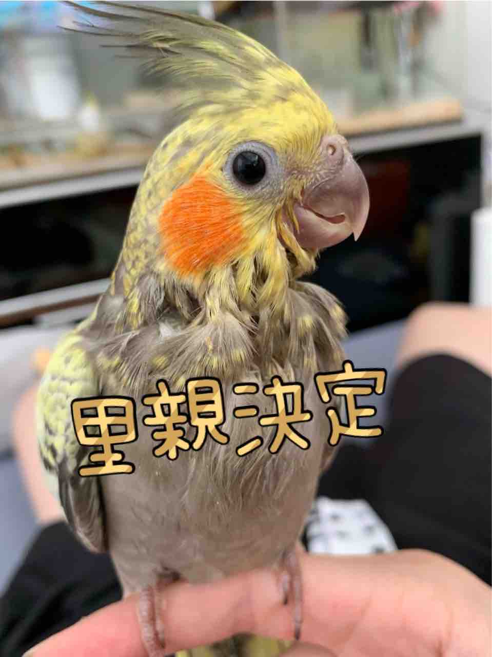 オカメインコ里親募集0526 オカメインコ ブリーダー静岡県 ことりのす