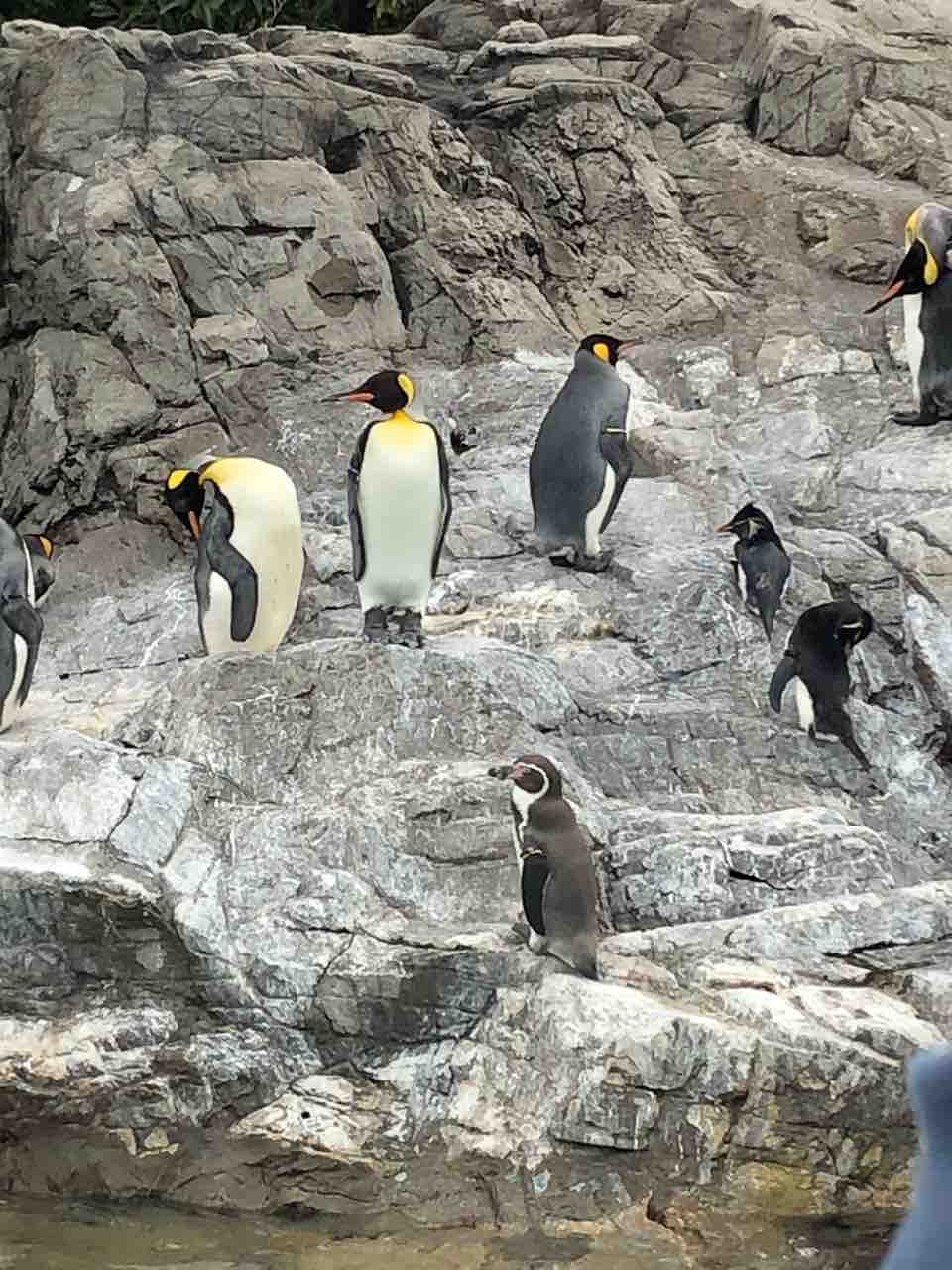 命懸けの寝方は非常にキューティ ペンギンの寝姿 結構ペンギンが好き