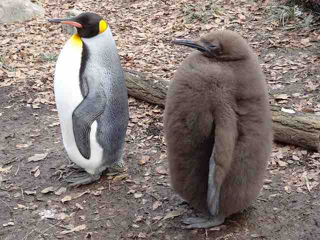 キングペンギンの悲しさ コウテイペンギンとの違いを知っておこう 結構ペンギンが好き