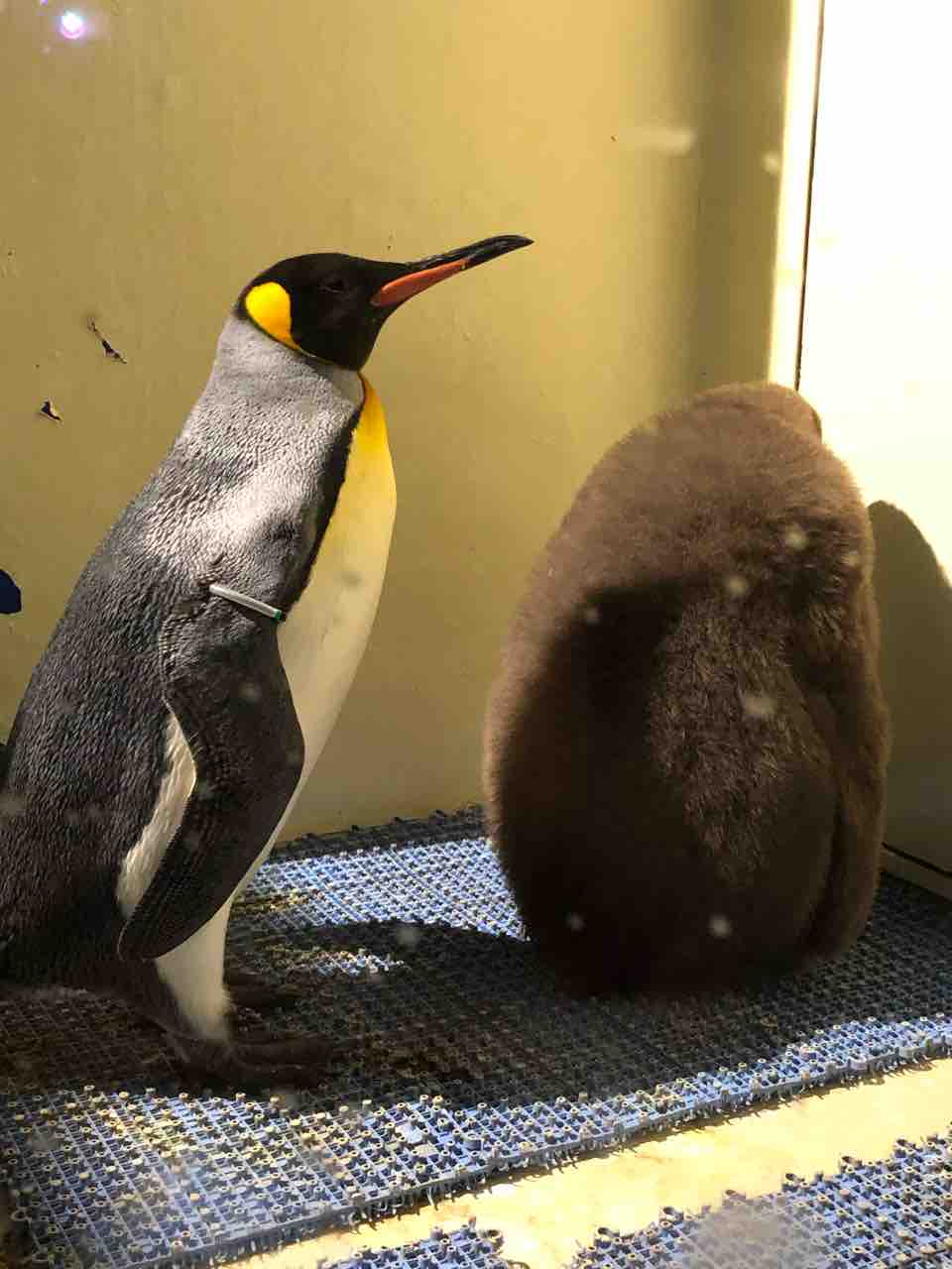 キングペンギンの悲しさ コウテイペンギンとの違いを知っておこう 結構ペンギンが好き