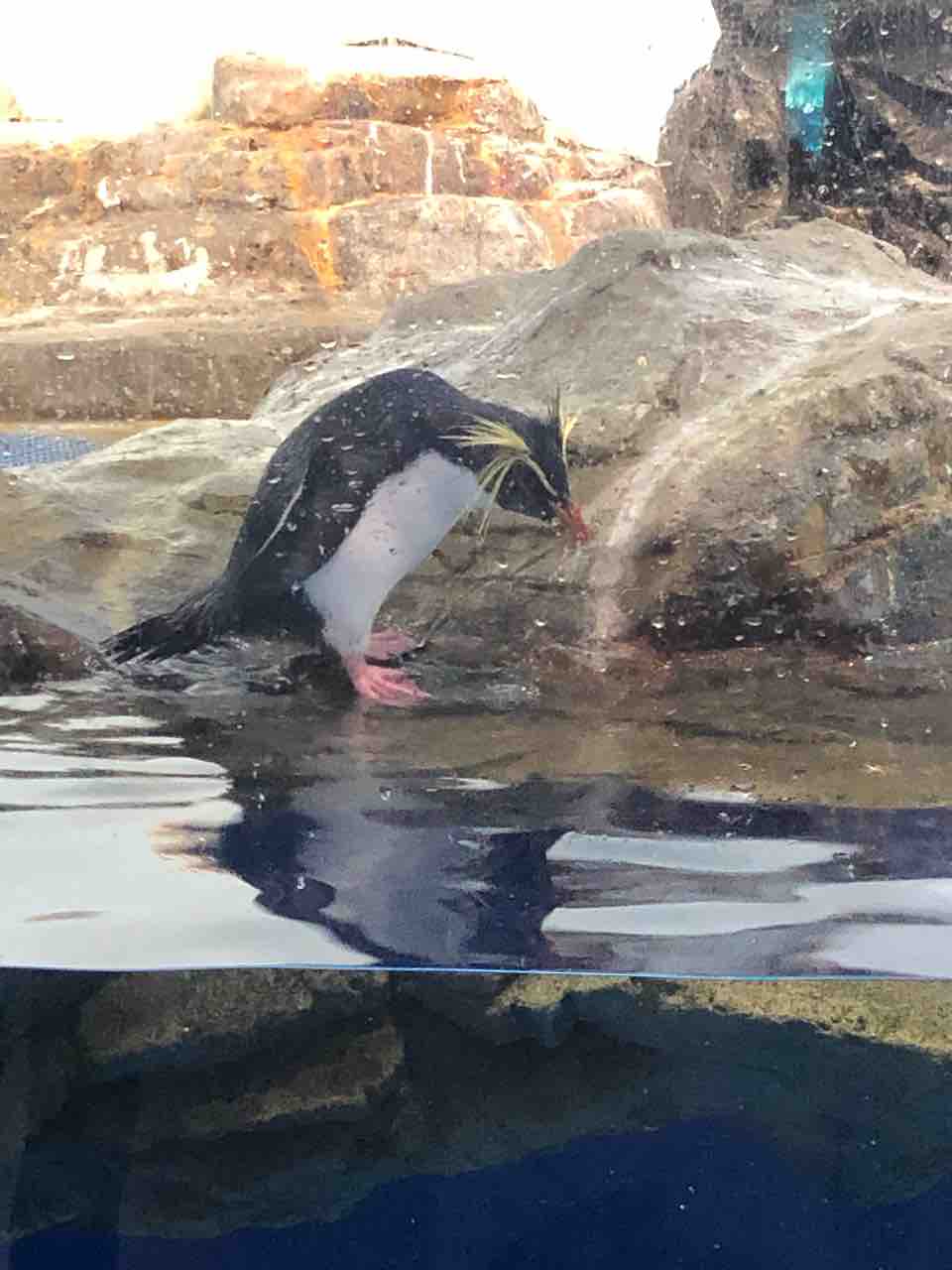 ペンギン なんで石なんかたべるのー 誰か教えてください 結構ペンギンが好き ペンギン なんで石なんかたべるのー 誰か教えてください 結構ペンギンが好き
