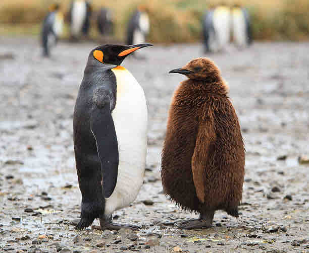 ペンギン 南極の氷が無くなっても困るわけではないよ 結構ペンギンが好き