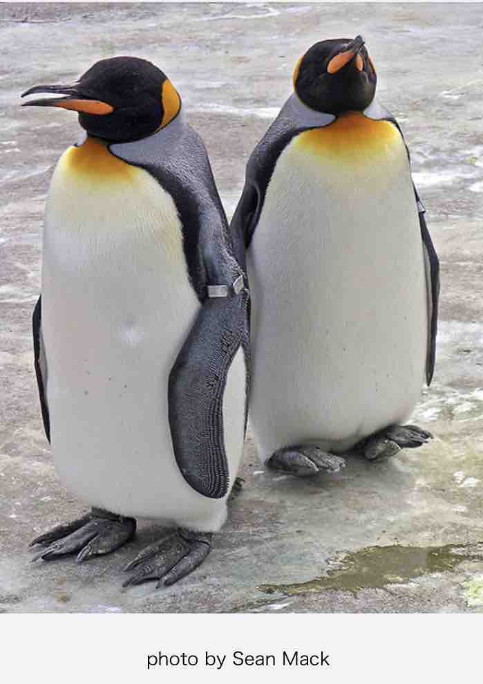 キングペンギンの悲しさ コウテイペンギンとの違いを知っておこう 結構ペンギンが好き キングペンギンの悲しさ コウテイペンギンとの違いを知っておこう 結構ペンギンが好き