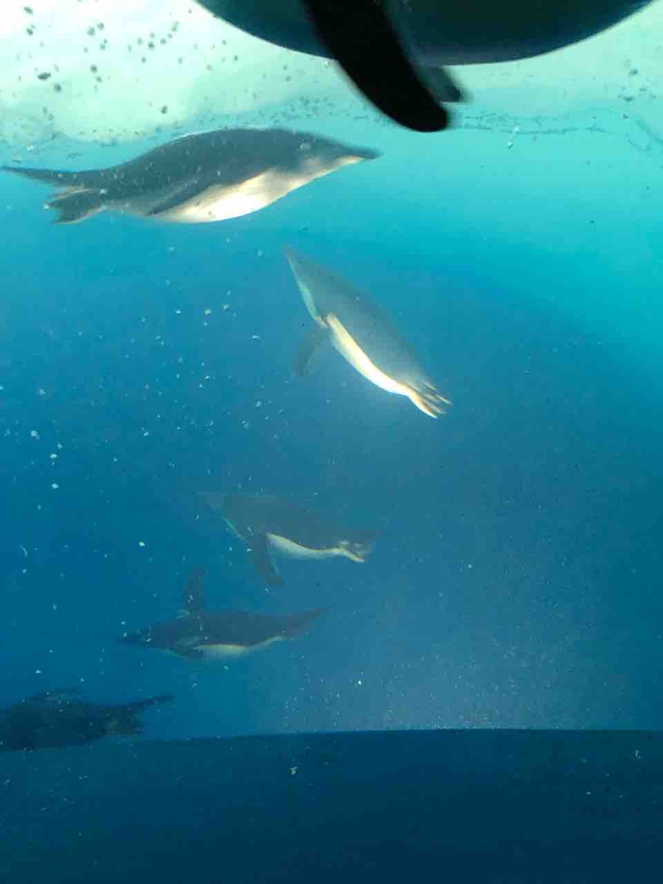 ペンギンは泳ぐかむかむレモンなのだ 結構ペンギンが好き ペンギンは泳ぐかむかむレモンなのだ 結構ペンギンが好き