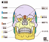 骨盤矯正