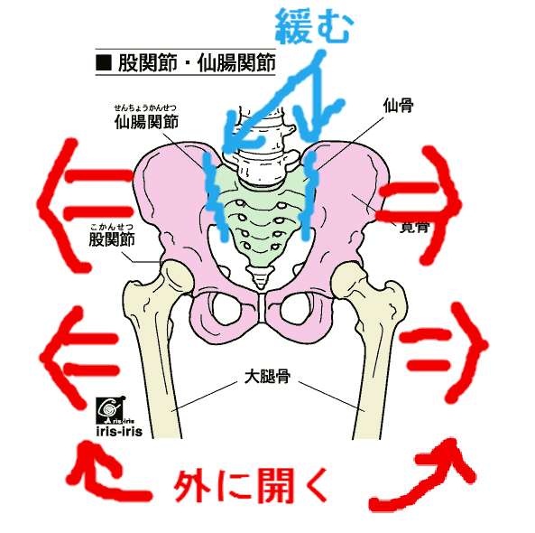 カイロ 整体骨盤矯正施術通信 骨盤の開き 間違いだらけの骨盤矯正 キレイに 元気に もっとわくわく