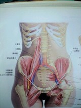 骨盤矯正