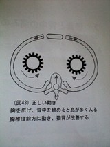 骨盤矯正