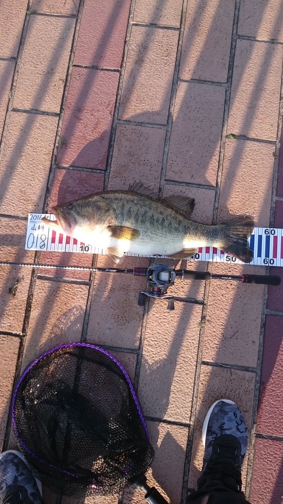ドライブクローラー6 5ネコリグ確変継続 中年バス釣り再開日記 ドライブクローラー6 5ネコリグ確変継続 中年バス釣り再開日記