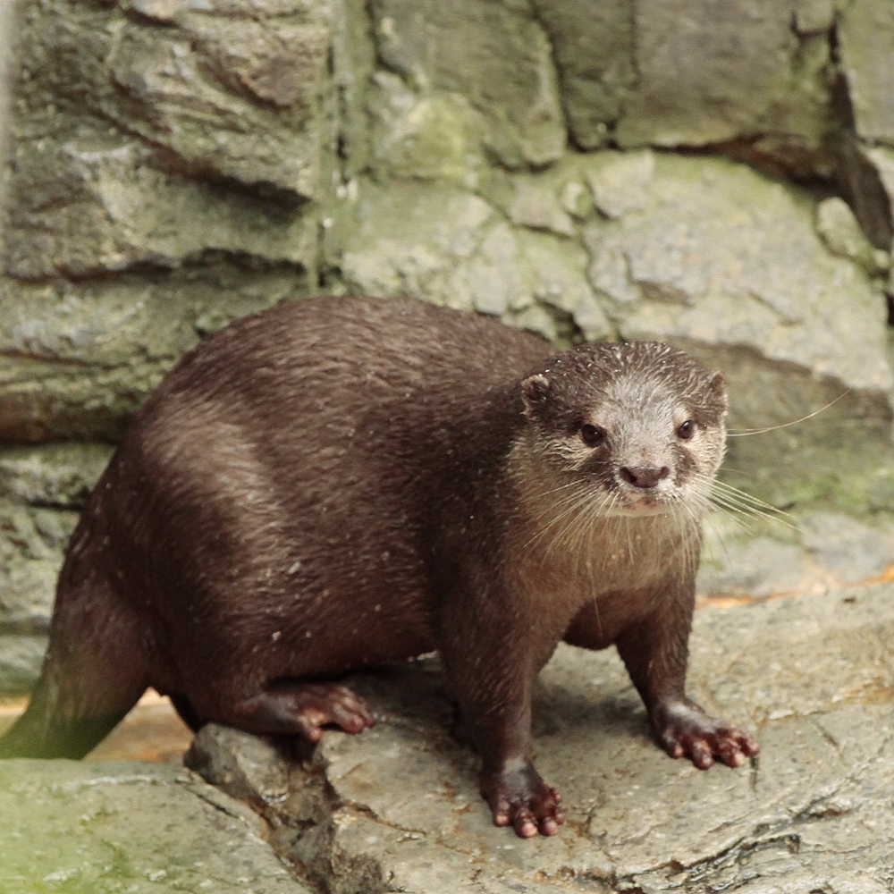 かわうそ初心者のブログ コツメカワウソ かわうそ初心者のブログ コツメカワウソ