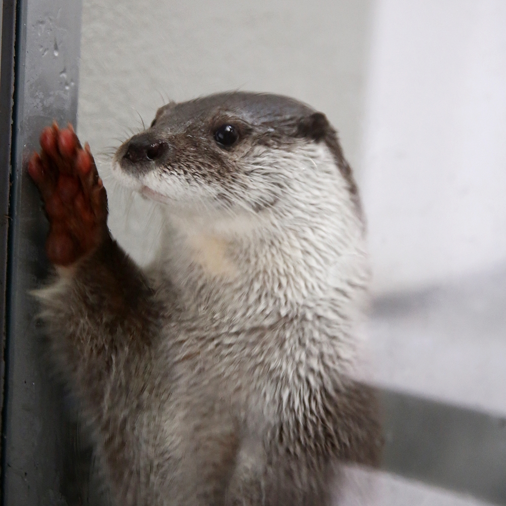 安佐動物公園 タロウゾーンからこんにちは かわうそ初心者のブログ 安佐動物公園 タロウゾーンからこんにちは かわうそ初心者のブログ
