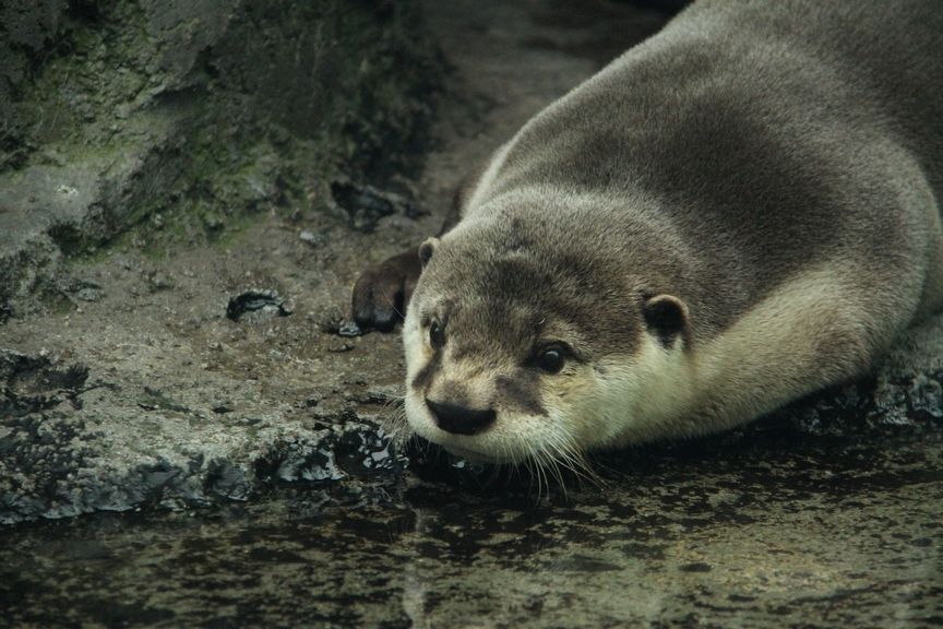 ツメナシカワウソ属