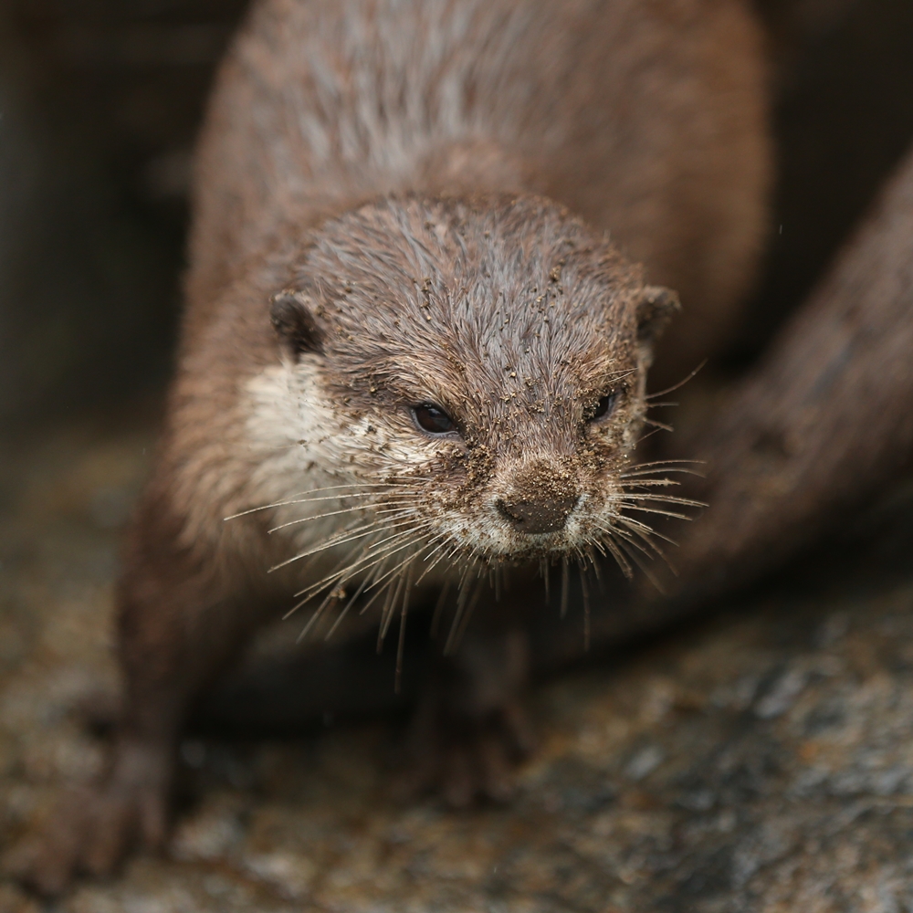 平川動物公園 雨の日のはしゃウソ一家 Ver 初心者 かわうそ初心者のブログ