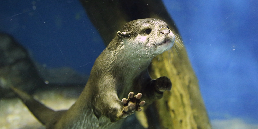 二見シーパラダイス 結姫が行く かわうそ初心者のブログ